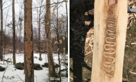 EAB damaged trees