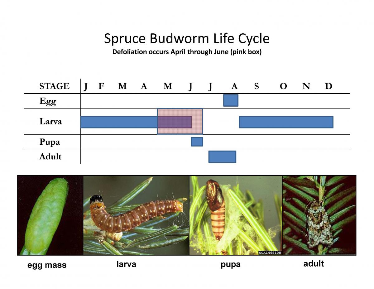 Spruce budworm life cycle
