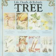 Life, death and rebirth of a tree