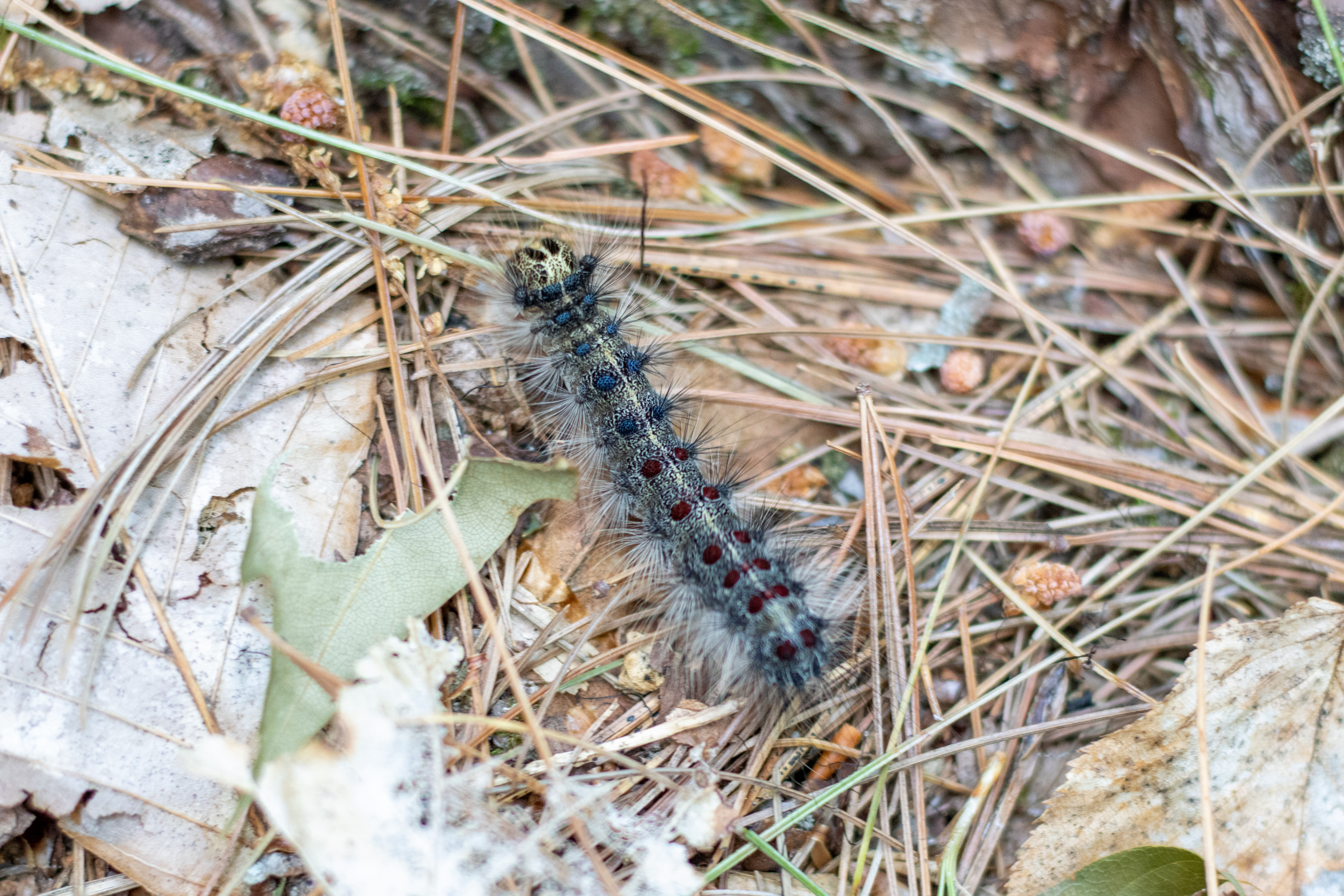 spongy moth caterpillar