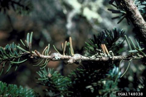 balsam woolly adelgid