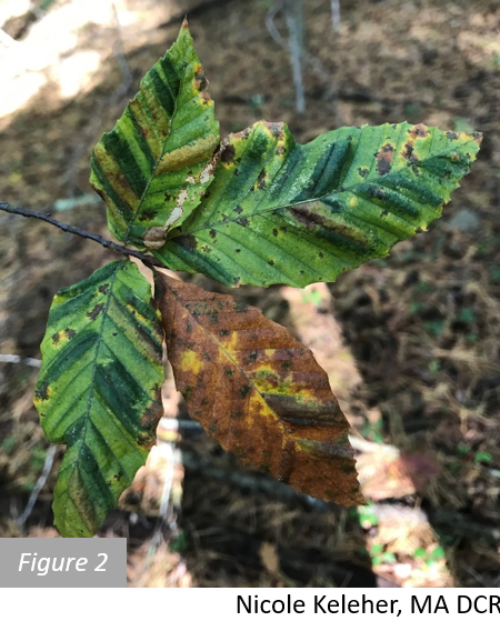 Beech leaf disease 2