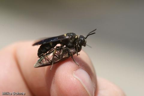 Cerceris wasp