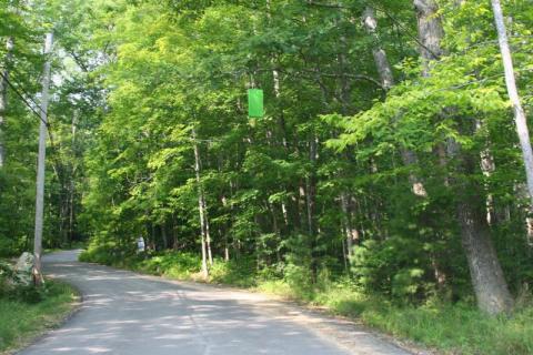 Hanging green EAB trap