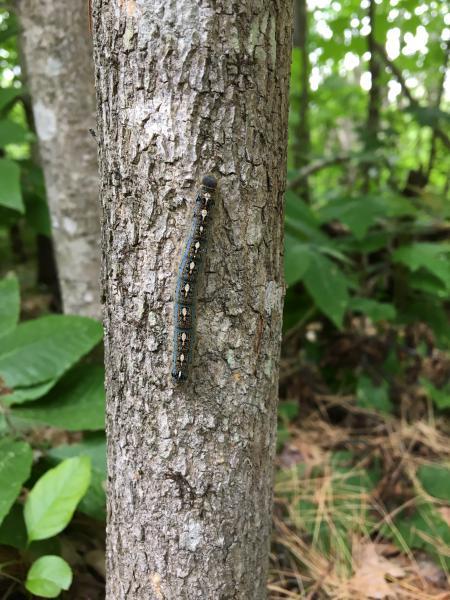 Forest tent caterpillar on ash