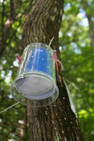 Parasitic wasp release