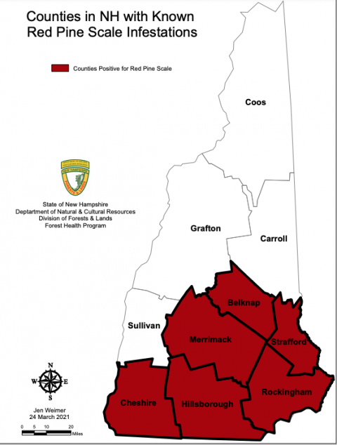 Red Pine Scale Map of NH