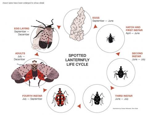 Life cycle of a spotted lanternfly