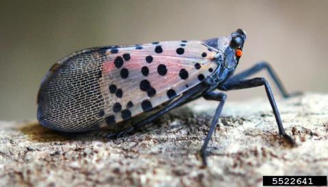 Adult Spotted Lanternfly