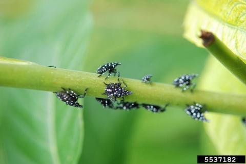 Spotted lanternfly young nymphs