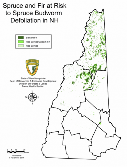 Spruce and Fir at Risk map of NH