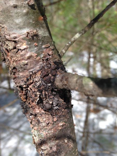 Caliciopsis cankers with fruiting bodies