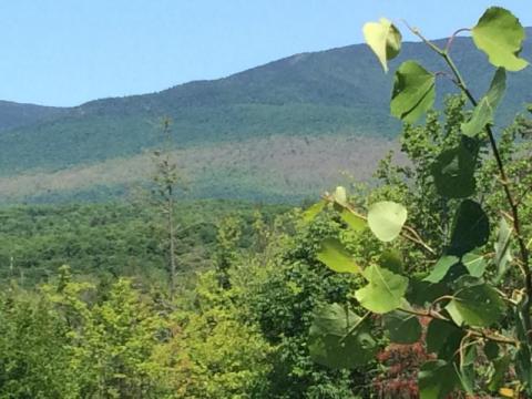 Forest tent caterpillar defoliation from Mt. Cabot, Kilkenny, NH