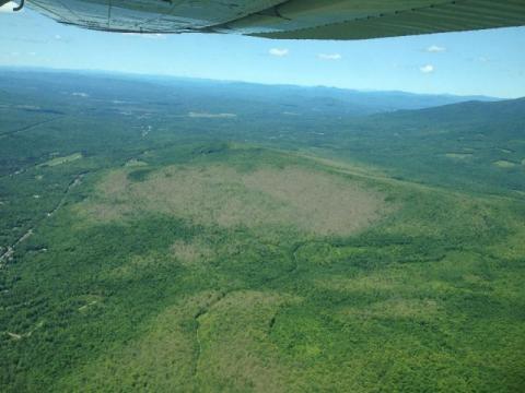 Aerial view of forest tent caterpillar defoliation over Lancaster/Kilkenny, NH. 