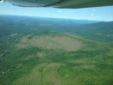 Aerial view of forest tent caterpillar defoliation over Lancaster/Kilkenny, NH. 