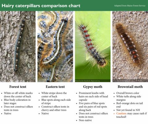 Hairy Caterpillars comparison Chart