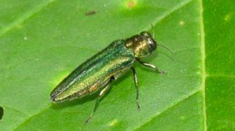 emerald ash borer on a leaf