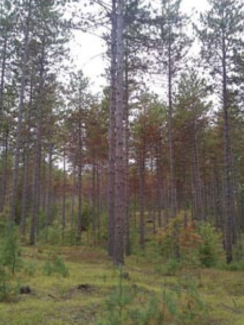 symptomatic pines at Bear Brook State Park
