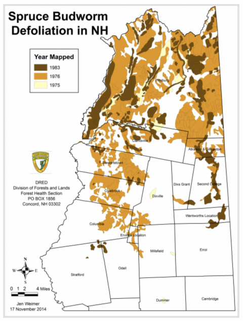 Spruce Budworm Defoliation in NH Map