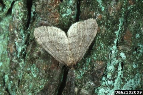 Winter Moth | NHBugs