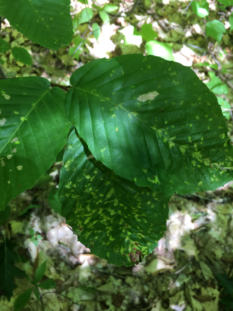 Beech mites