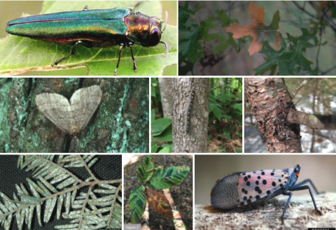 collage of insects and examples of forest diseases