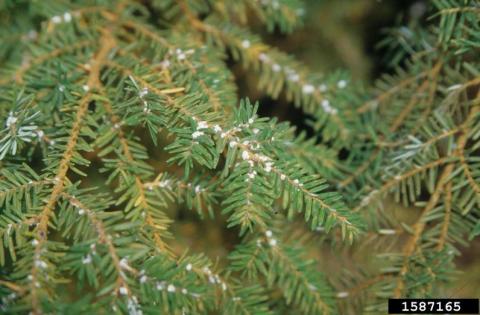 Hemlock woolly adelgid