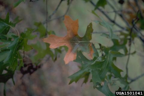 Oak wilt