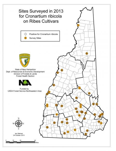white pine blister rust map