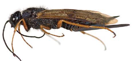 adult female