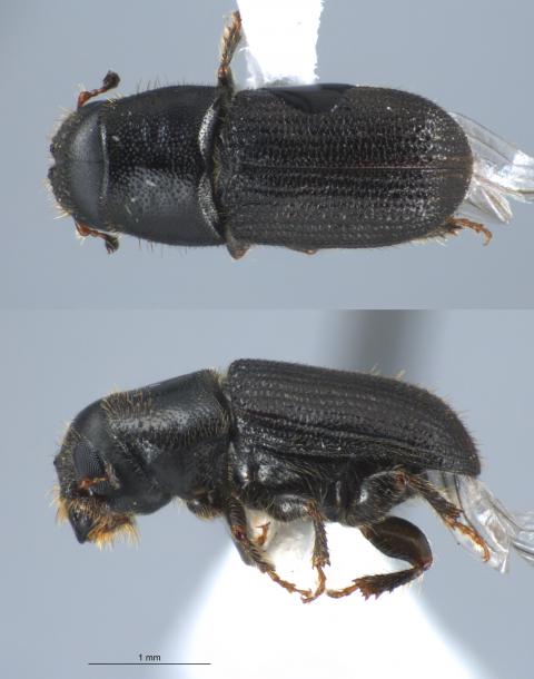southern pine beetle