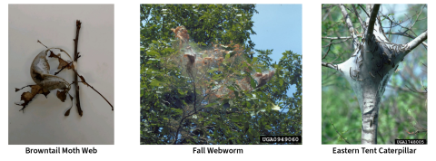 browntail moth look alikes