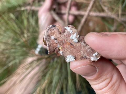 tree with red pine scale