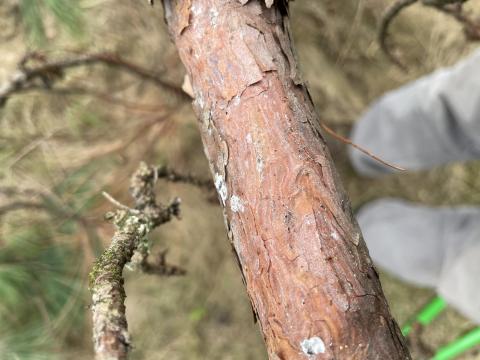tree with red pine scale