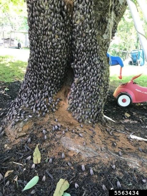 Tree with spotted lantern fly infestation
